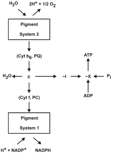 **Fig 3.** Outline of the chemical hypothesis: non-cyclic photophosphorylation